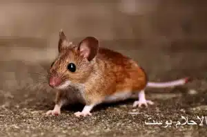 فار