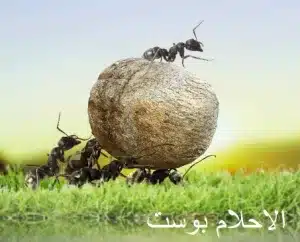 نمل 1