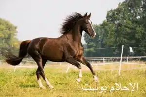 الحصان