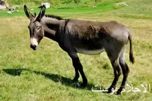 الحمار