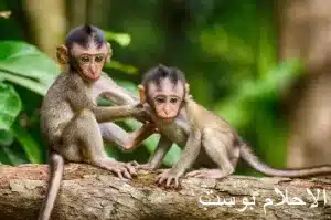 القرد 2