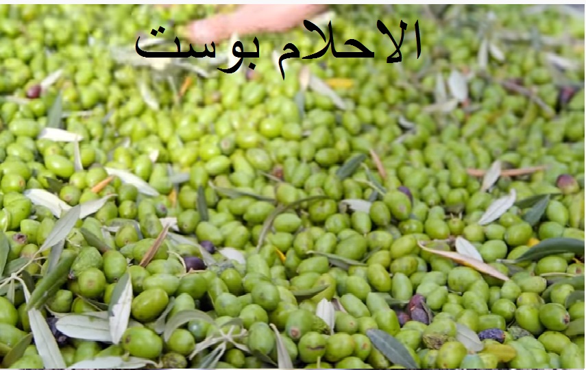 ثمار الزيتون