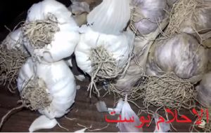 علاج الثوم 