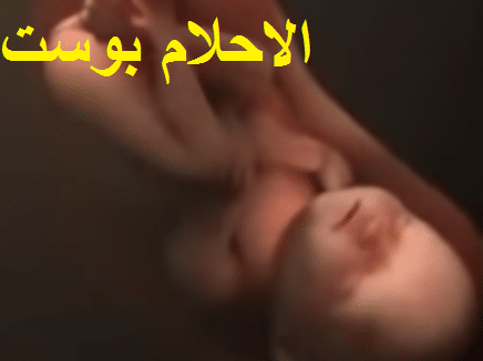 مراحل تكوين الجنين بالتفصيل