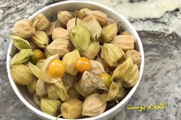 فوائد الحرنكش للسرطان 