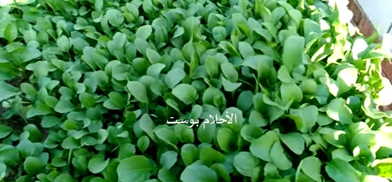 الجرجير وفوائدة 