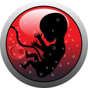 embryo 159691 960 720
