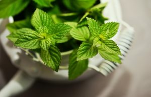 peppermint 2496363 960 720