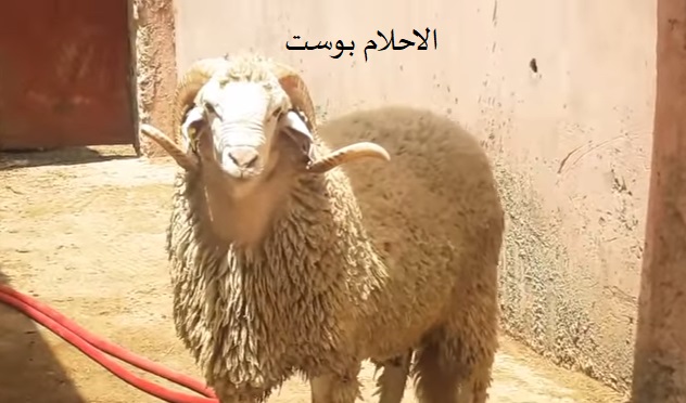حلم الخروف 