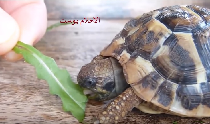 تفسير حلم السلحفاة 