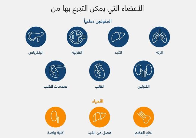 الأعضاء التي يمكن التبرع بها