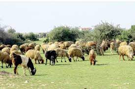 رعي الأغنام