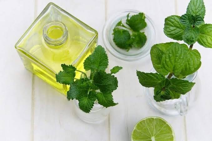 طرق الوقاية من البعوض بالأعشاب