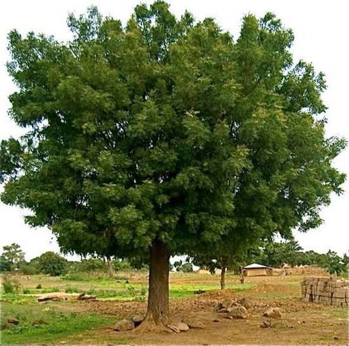 أنواع السواك
