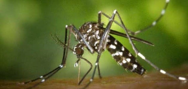 تفسير رؤية الحشرات في المنام للعزباء
