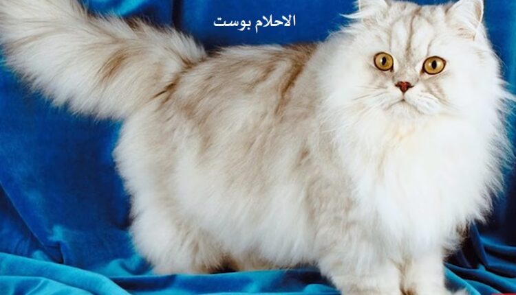 رؤية القطة