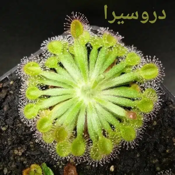 دروسيرا