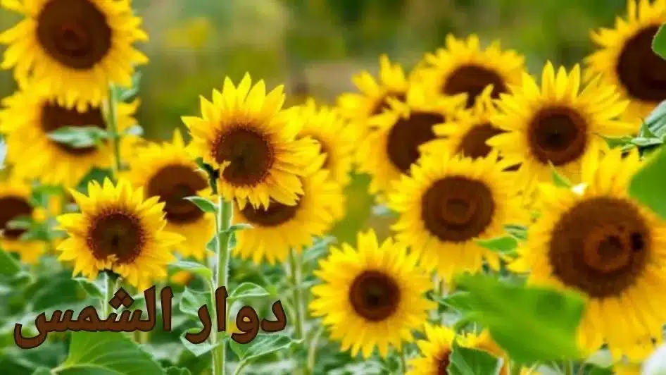 دوار الشمس