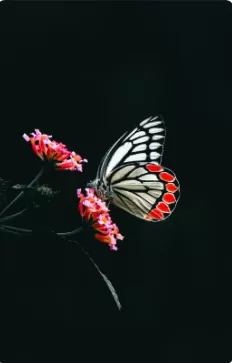 فراشة jpg