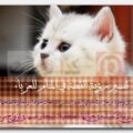 تفسير رؤية القطة في المنام للعزباء