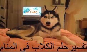 تفسير حلم الكلب