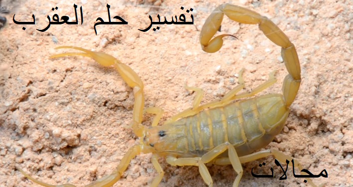 تفسير رؤية العقرب في الحلم