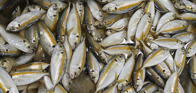 تفسير حلم السمك الصغير