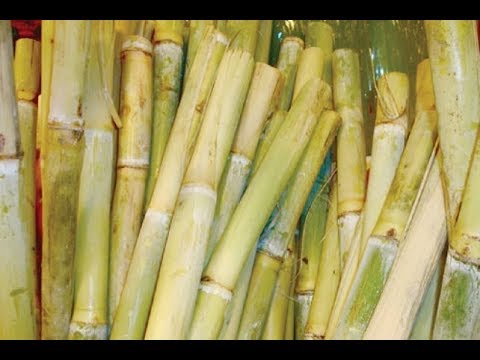 تفسير رؤية القصب في الحلم