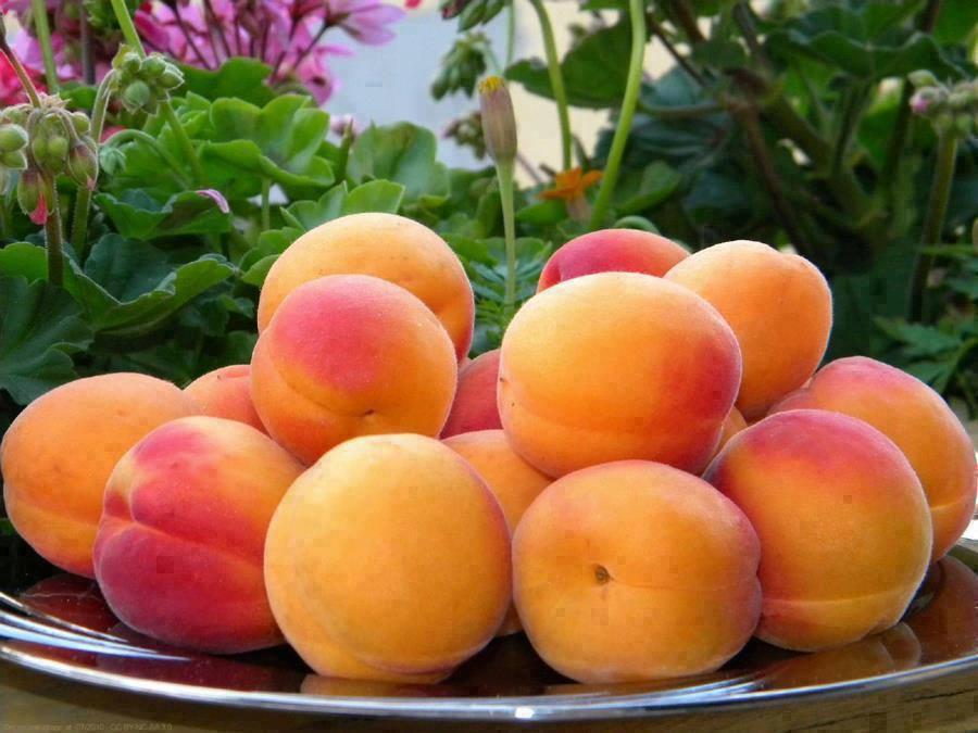 اكل المشمش في المنام