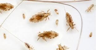 تفسير رؤية القمل في الحلم للحامل