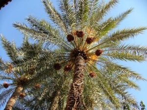 رؤية نخيل التمر في المنام